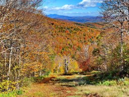 Foliage photos from Issue 5427